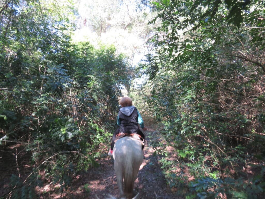 3.4. Cabalgata
